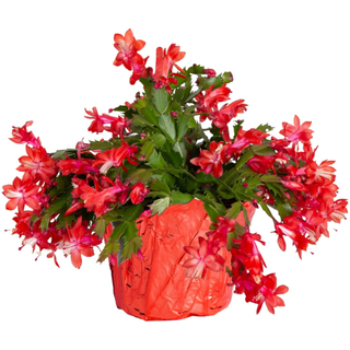 Costa Farms Christmas Cactus from Amazon