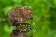 Where Ratty feels at home: water voles scurry amid purple loosestrife. Credit: Alamy