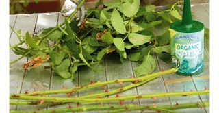 taking rose cuttings to show how to use the potato hack to grow roses