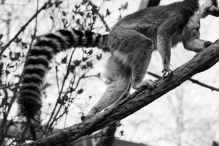 A ring tailed lemur walking along a tree branch