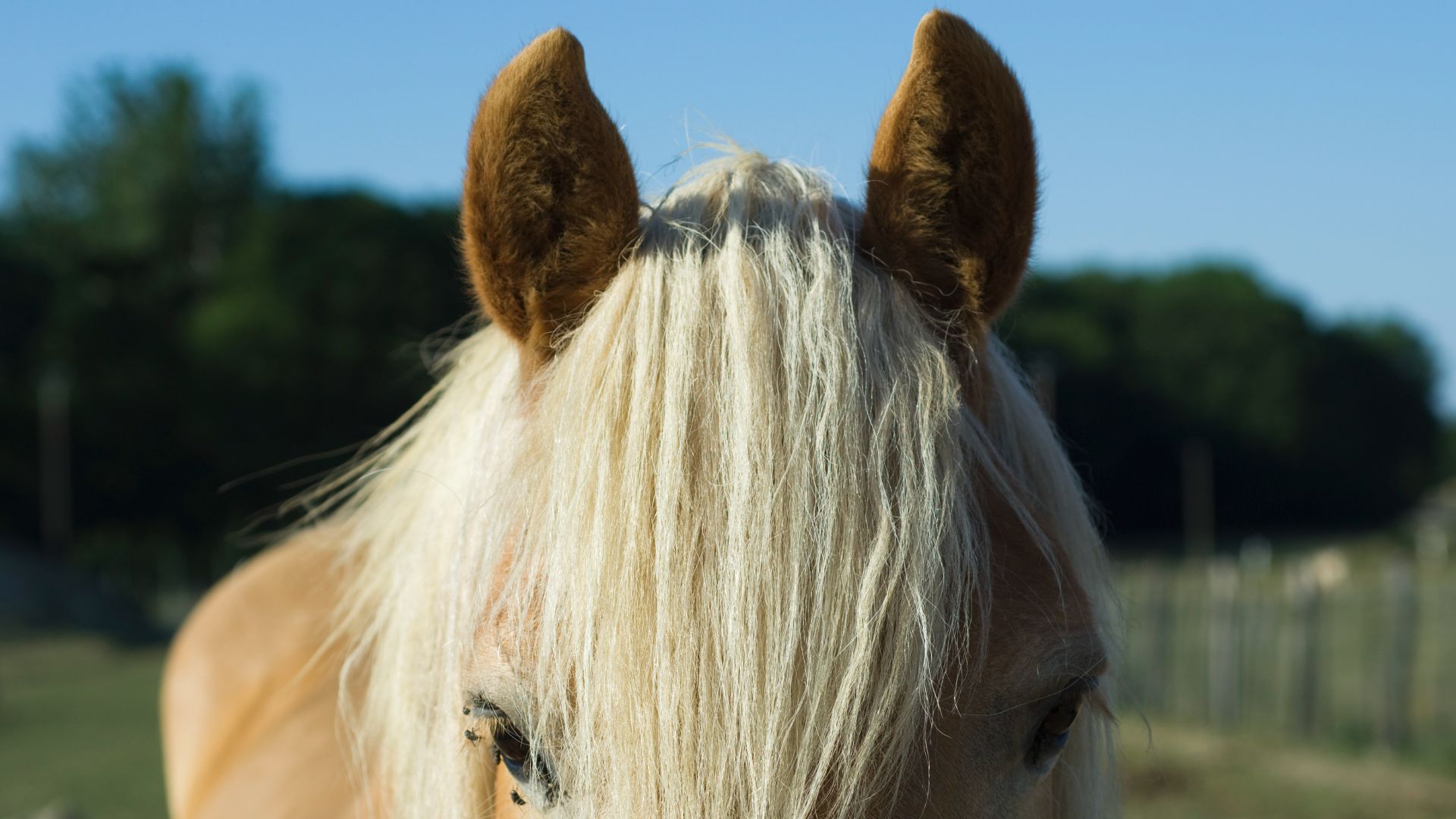 Close up of horses ears forward