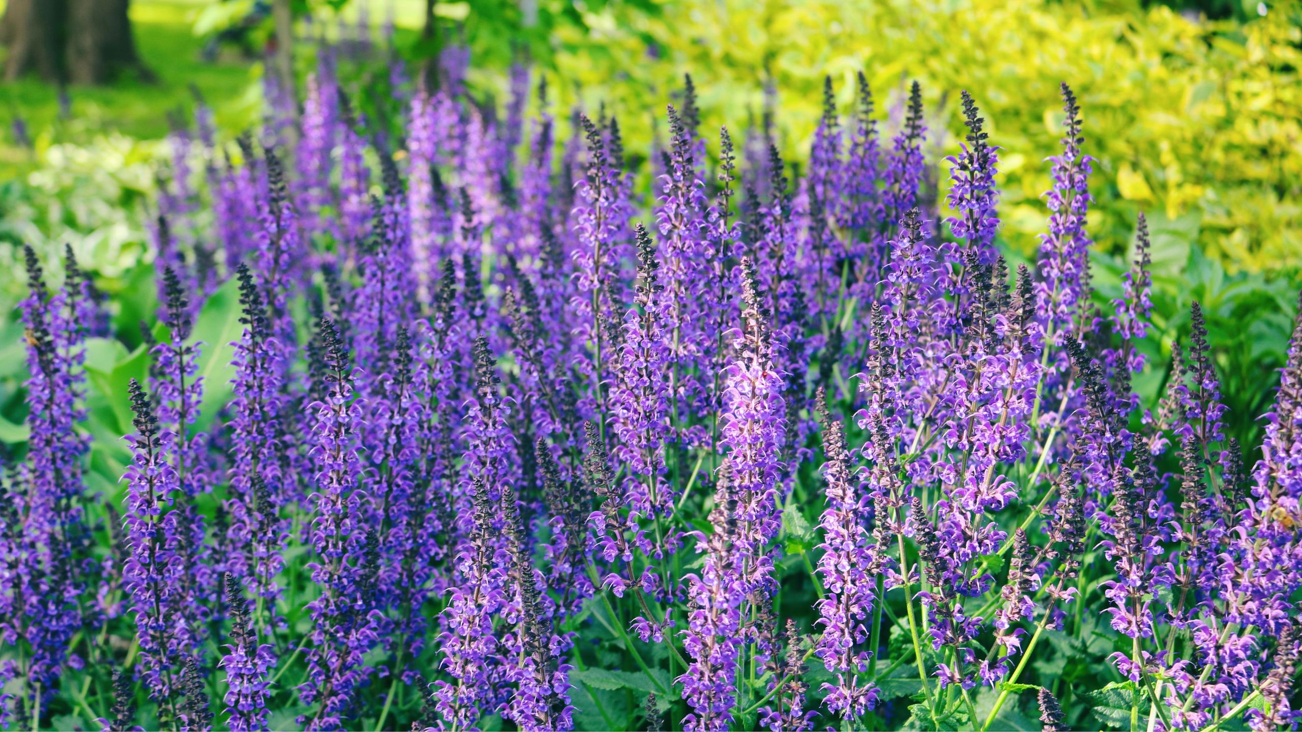 Alan Titchmarsh says every garden needs this drought-tolerant plant to keep borders vibrant and colourful even through hot, dry spells