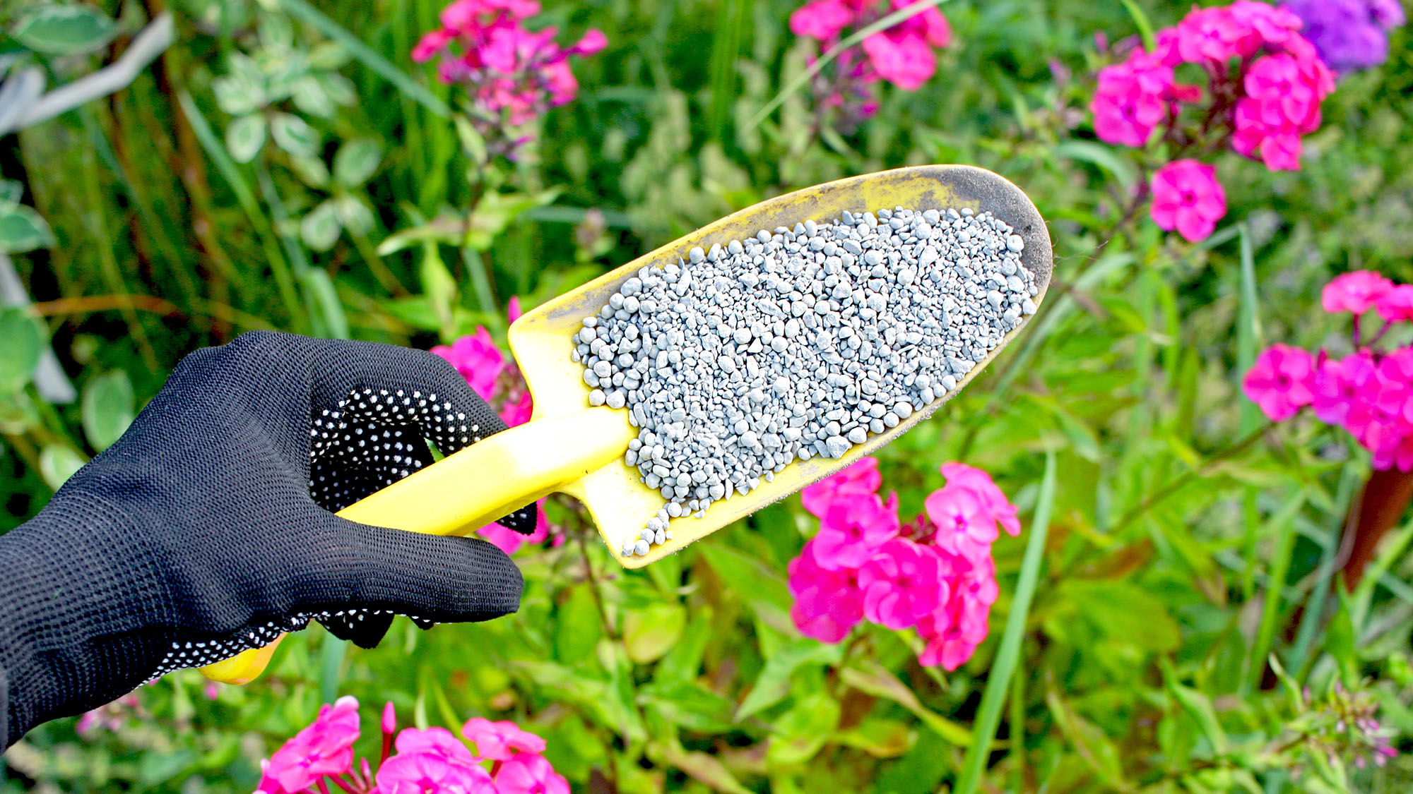 Gardener holds granular fertilizer with a yellow hand trowel above pink flowers, suggesting the plants are about to have fertilizer applied