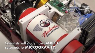 Scientists will study how barley responds to microgravity with an experiment launching to the International Space Station on Dec. 4, 2019.