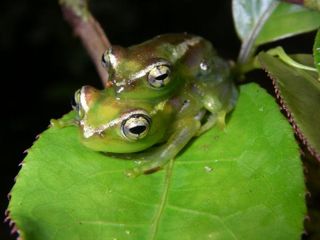 madagascar-frogs-110605