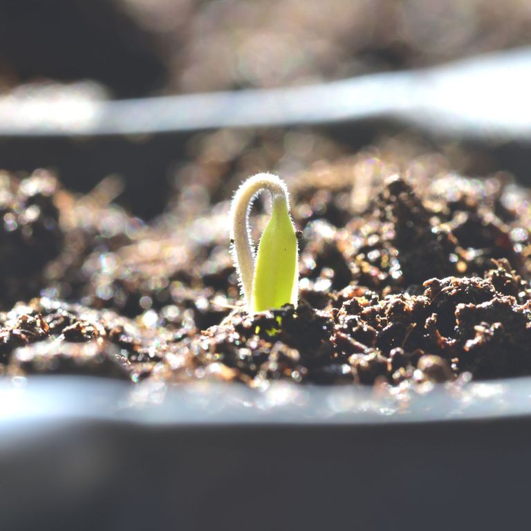 How To Grow Tomatoes In Pots - An Easy Beginner Guide | Ideal Home