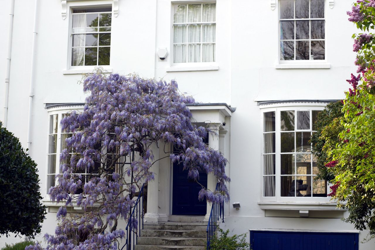 white georgian house style with sash windows and wisteria tree