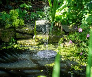 solar power fountain in natural pond with plants