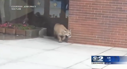 Mountain lion roams through Utah shopping center, camps outside steakhouse