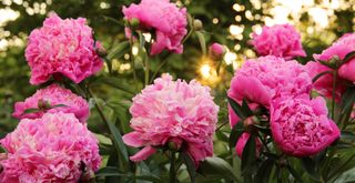 Pink peonies growing in a garden with a sunset light behind