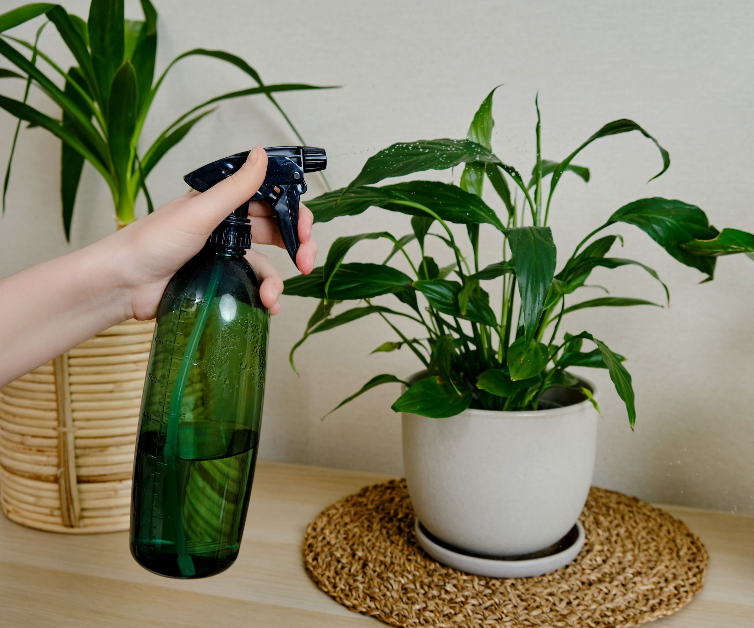 neem spray being used on peace lily