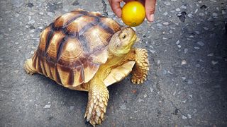 Turtle being offered lemon