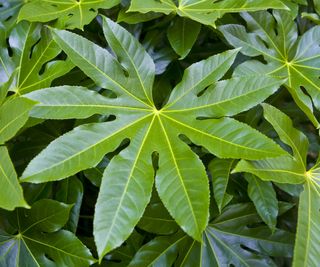 Close up of a Japanese aralia leaf