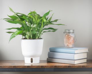 Baltic Blue pothos in self-watering pot