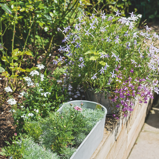 A flowerbed with roses and large metal fish kettles used as planters for herbs and flowers. Pub Orig. A former sloping garden, redesigned and terraced cottage garden in a village in Dorset, home of Judith and Michael Rust.