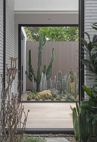 Modern cactus garden with a tall cactus against a modern fence