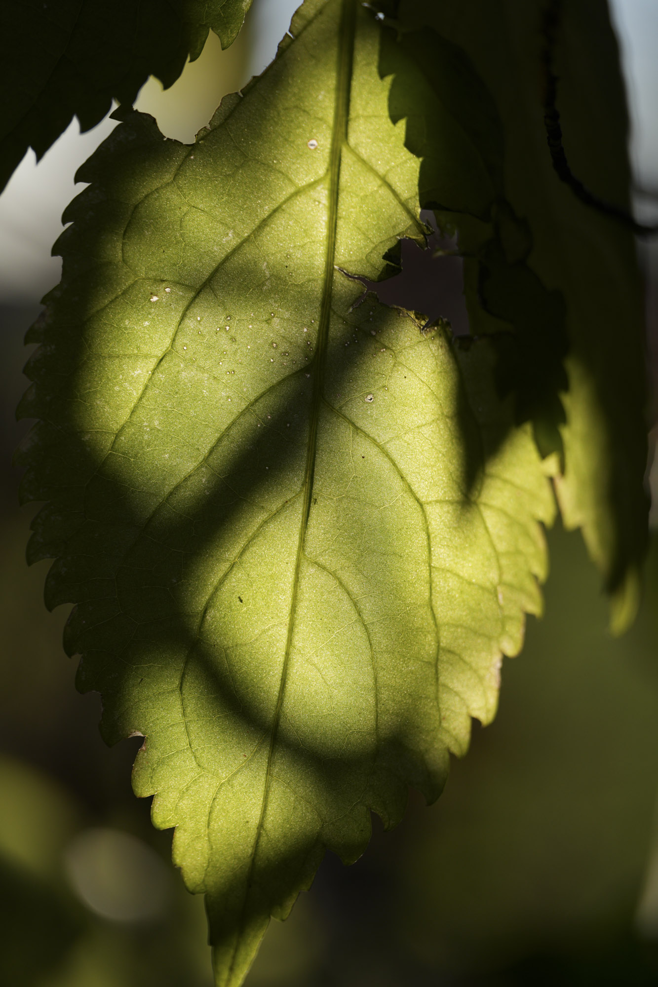 A test shot with the Sony FE 100mm f/2.8 Macro GM OSS showing its macro capabilities on some outdoor subjects