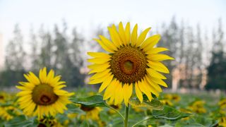 A few sunflowers