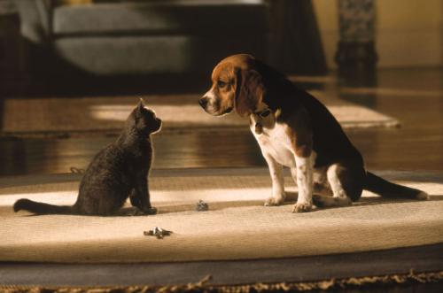 Cat & Dogs