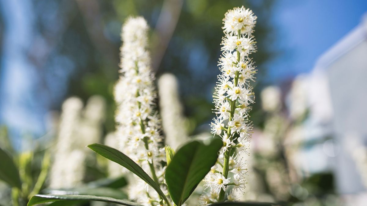 My Front Yard Stays Private All Year Round Thanks To This One Plant – It Shields My Home From Nosy Neighbors Perfectly
