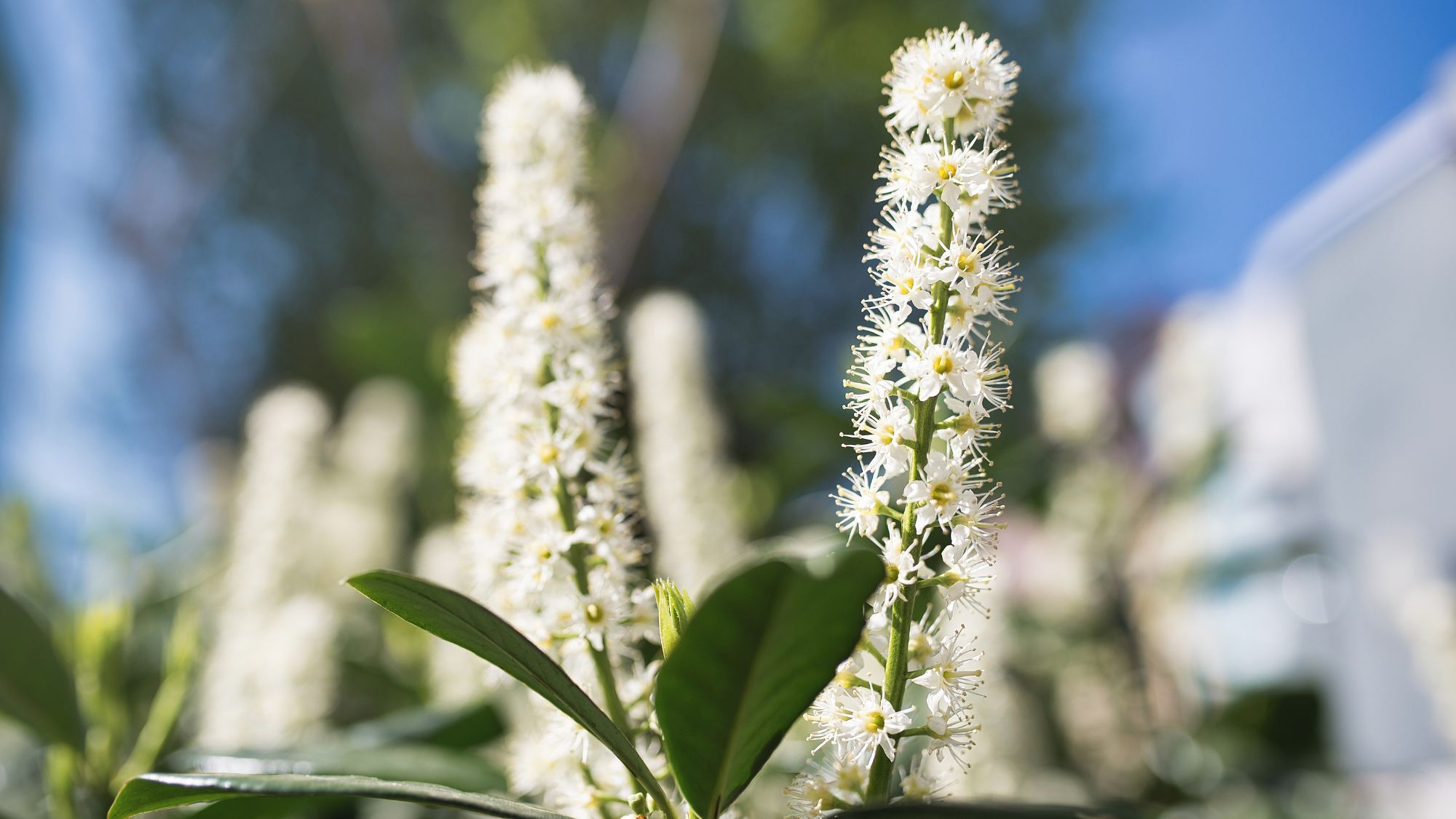 Close-up of evergreen hedge cherry laurel shrub under sunlight. Prunus laurocerasus cherry laurel flowering plants, group of white flowers on bush branches