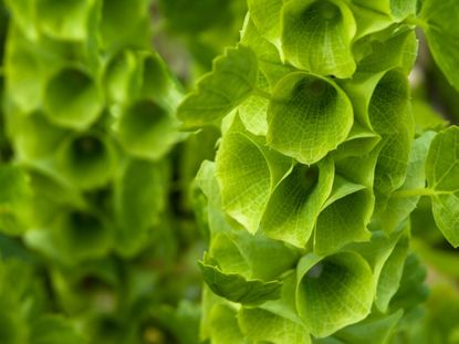 Lime Green Flowers In The Garden