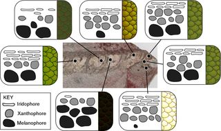 Layout of the color-producing cells in skin samples from different regions of the fossil, and the resulting color as it would have appeared in the living snake.