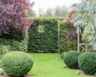 Small round topiary on a lawn in front of three large box hedges.