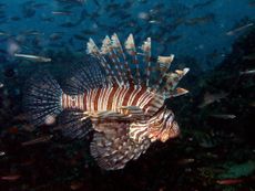lionfish