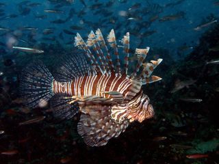 Twilight Zone' Horror Story: Lionfish Prey on Unknown Fish Species | Live  Science