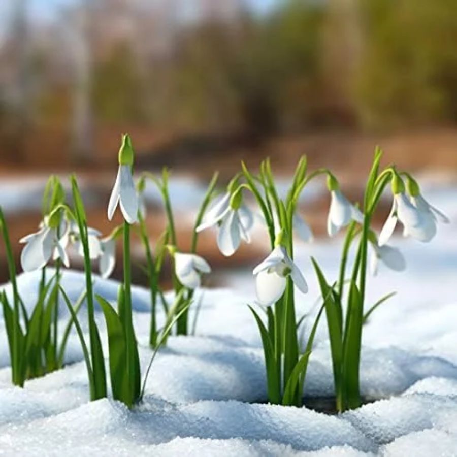 Snowdrops