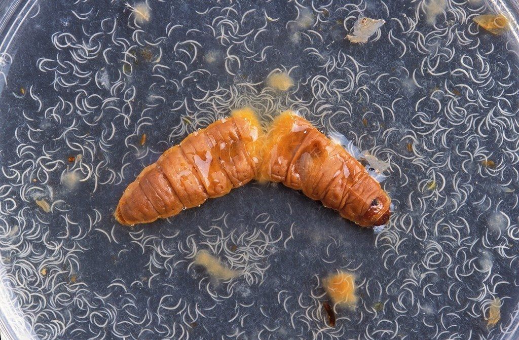 Dozens Of Nematodes Surrounding Insect