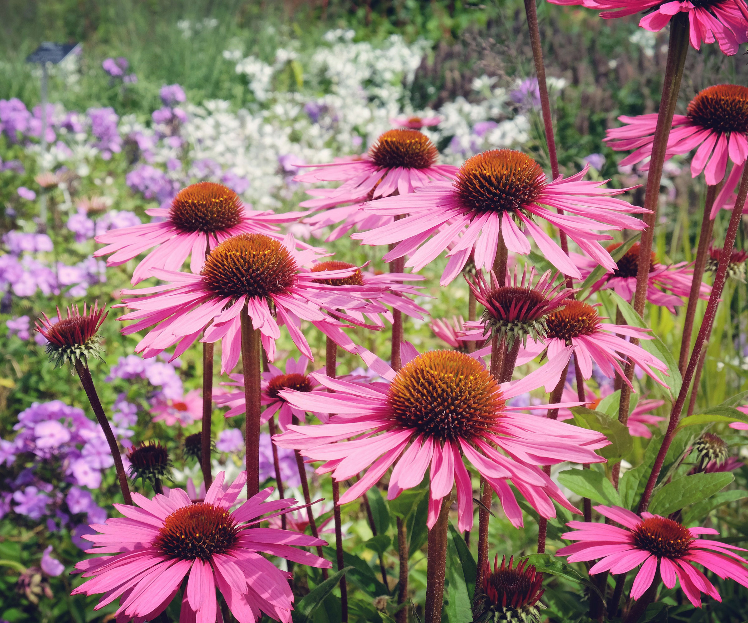 coneflowers in garden border with pinky purple flower heads