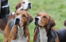 hounds1.jpg