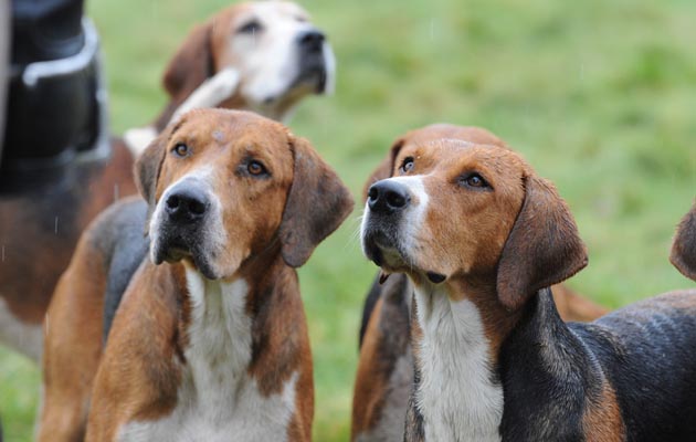 hounds1.jpg