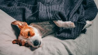 Jack Russell Terrier sleeping under blanket