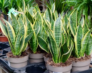 Five potted snake plants in a garden nursery on a black tray