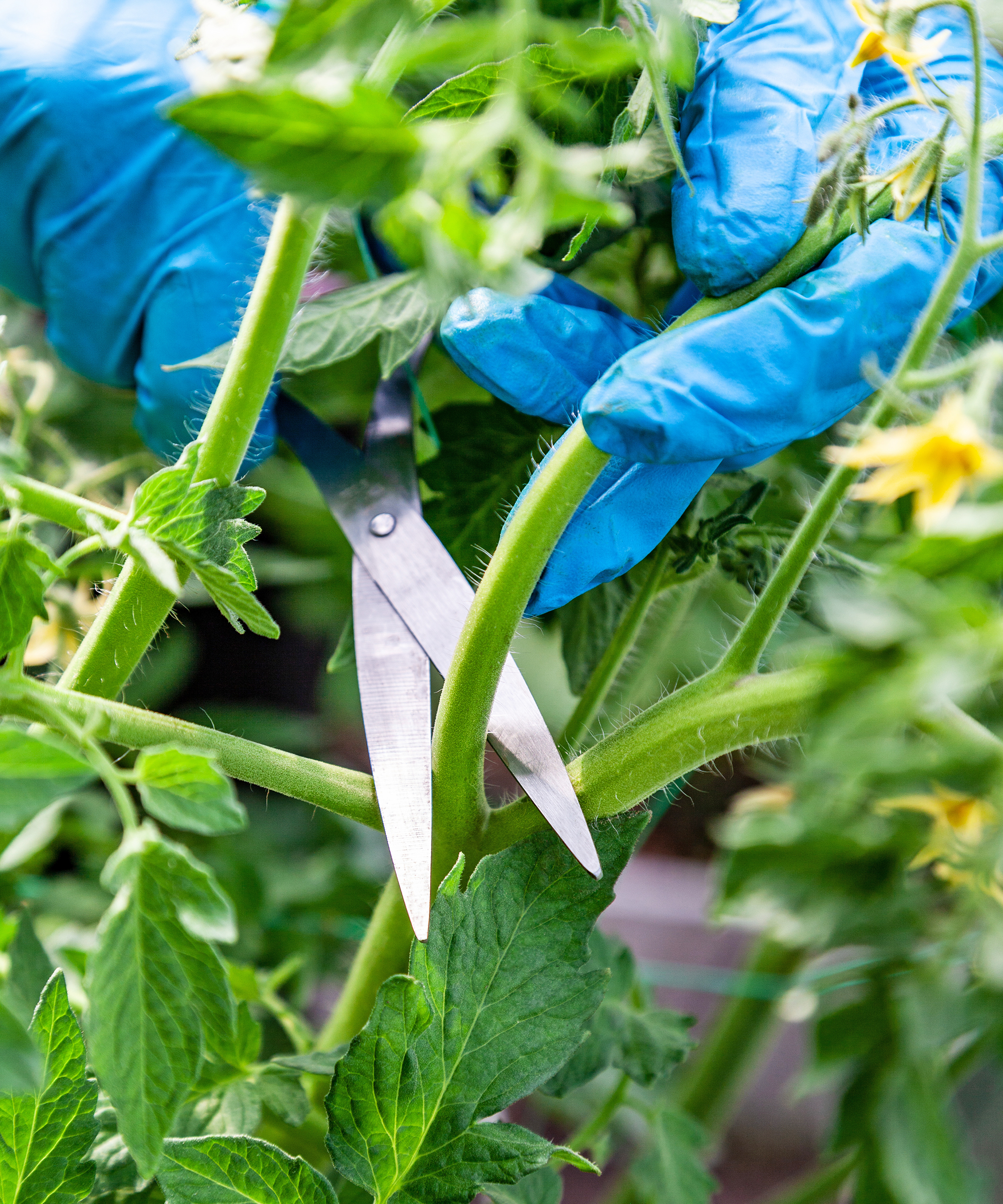 Gardener snips off established tomato sucker