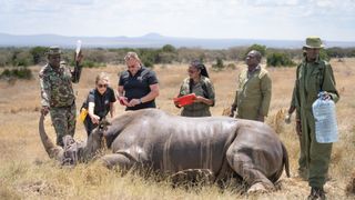 Researchers stand around a rhino