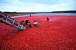 n the 1900's cranberry farmers began "wet harvesting" their special red fruits