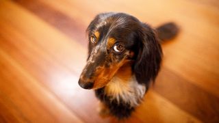 Cute dog with guilty facial expression