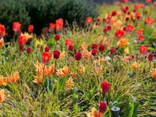 garden color schemes: red and orange tulips with ornamental grasses