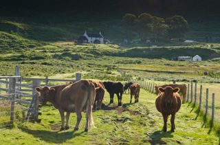 Cattle farming on natural grassland can carry on as normal — cutting down forest to cultivate more beef is a different matter.