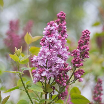 Close up of blooms on a lilac bush