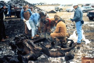 Excavating a mastodon skeleton at Burning Tree Golf Course in Heath, Ohio, December 1989. The skeleton, found by workers who were digging a pond, was 90% to 95% complete and more than 11,000 years old.