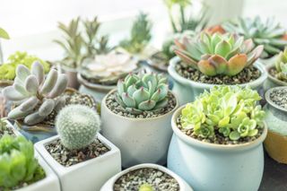 group of small succulents in pots