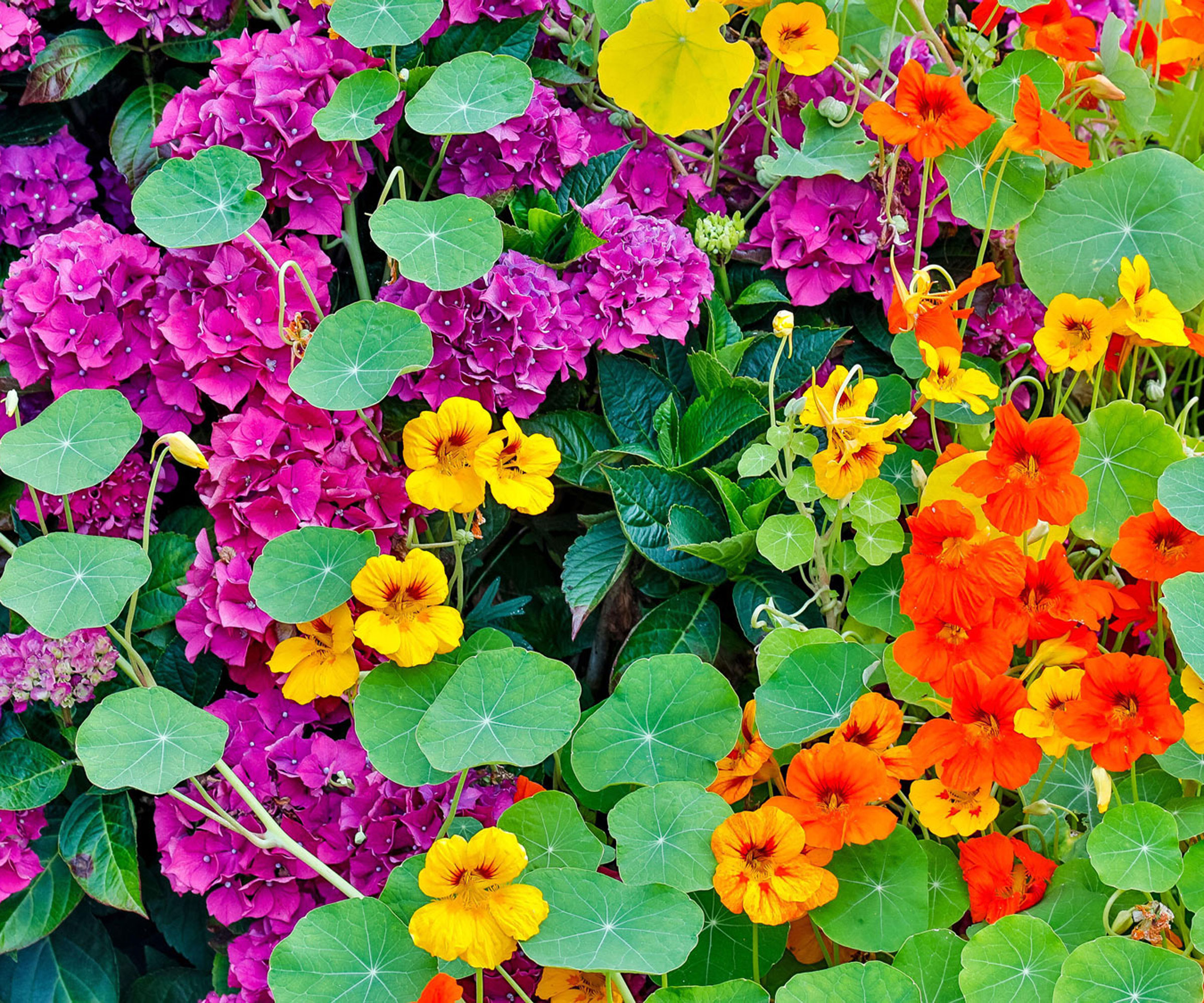 orange nasturtiums planted alongside hydrangea