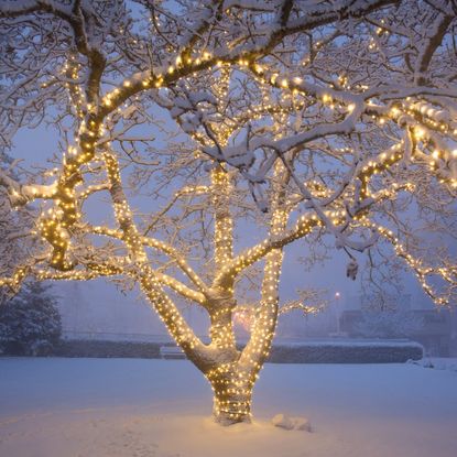 A tree wrapped in lights in a snowy backyard