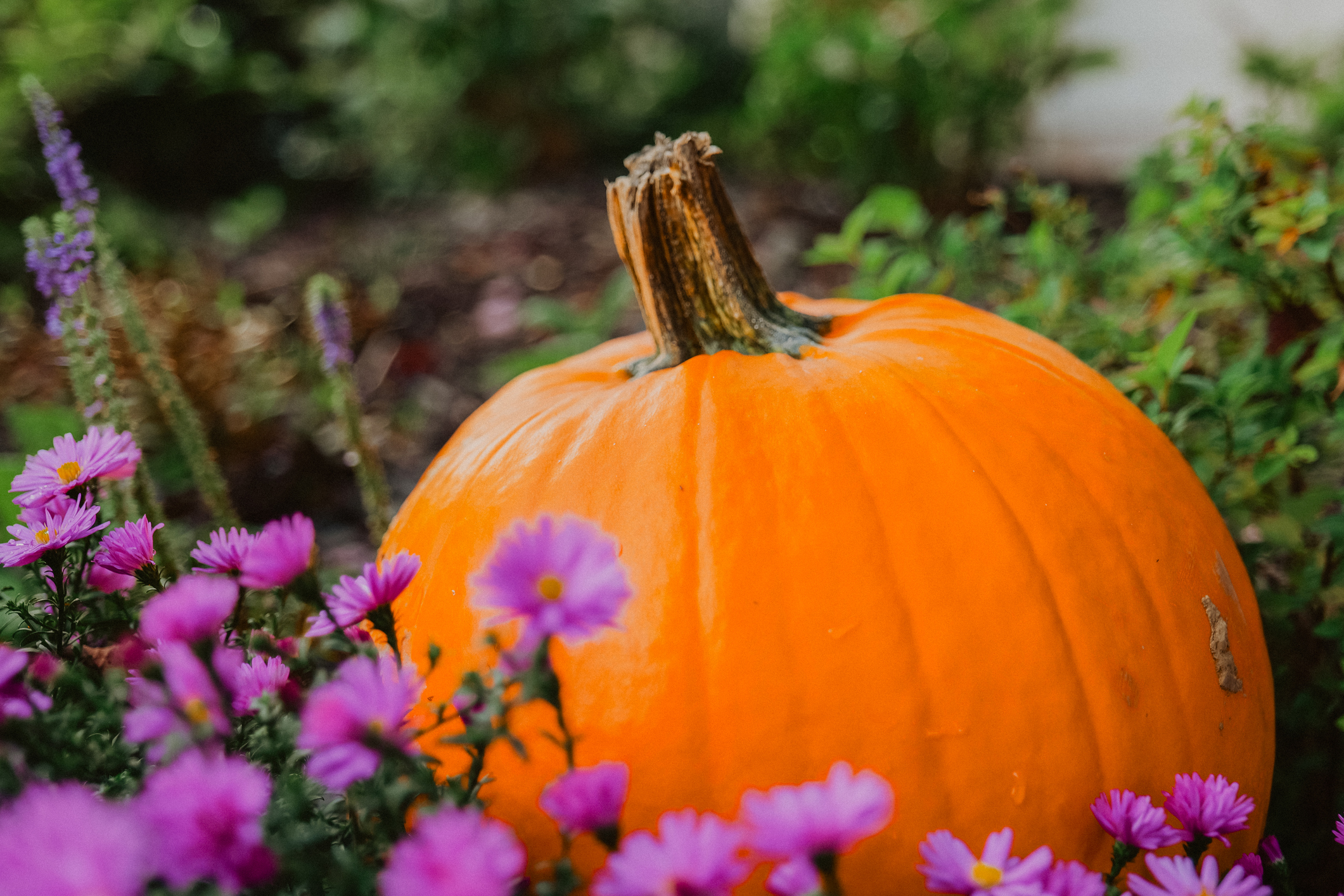orange pumpkin in a garden surrounded by purple flowers
