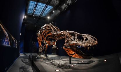 A T-rex on display in France.